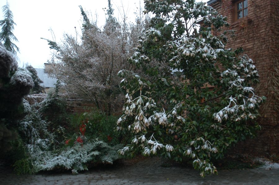 El magnolio junto a la puerta
